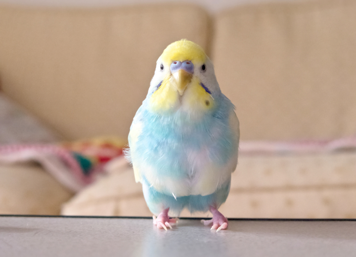 初めてインコの火葬をお考えの方へ｜動愛園でのご案内