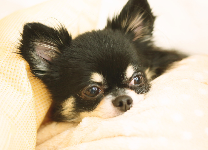 愛犬との最期にできること｜寄り添うペット葬儀