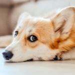 愛犬の最期を考えることは“ 思いやり ”