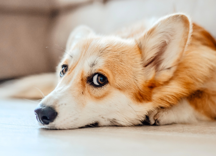 愛犬の最期を考えることは“ 思いやり ”